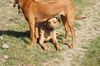Rhodesian Ridgeback, Sonnenschutz