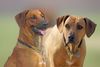 Rhodesian Ridgeback, Augen...Blicke