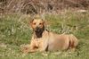 Rhodesian Ridgeback, Entspannung