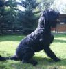 Riesenschnauzer, Cing