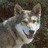 Saarlooswolfhund