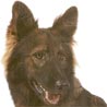 Deutscher Sch�ferhund Brauner langhaariger Schlag