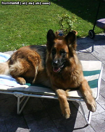 Deutscher Sch�ferhund Brauner langhaariger Schlag Endlich Sommer