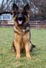 Deutscher Sch�ferhund Brauner langhaariger Schlag