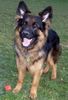 Deutscher Sch�ferhund Brauner langhaariger Schlag