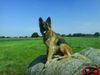 , Cello von Wizzardshof