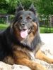 Deutscher Sch�ferhund Brauner langhaariger Schlag, Chicca 11 J. Z�rich