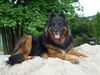 Deutscher Sch�ferhund Brauner langhaariger Schlag, Chicca 11 J. Z�rich