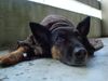 Deutscher Sch�ferhund Brauner langhaariger Schlag, Chicca 11 J. Z�rich