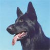 Deutscher Schäferhund Schwarzer langhaariger Schlag Deutscher Schäferhund Schwarzer langhaariger Schlag