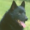 Schipperke, Belgischer Schifferspitz Schipperke, Belgischer Schifferspitz