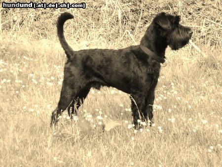 Schnauzer  Mandi 1,5 Jahre R�de ( da war doch was)