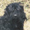 Russischer Schwarzer Terrier