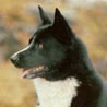 Schwedischer Lapphund