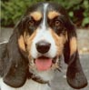 Schwyzer Niederlaufhund