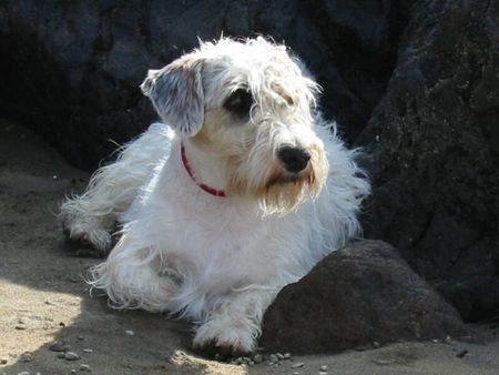 Sealyham-Terrier Claire von der L�wenburg