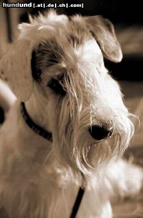 Sealyham-Terrier my Sealy�s love