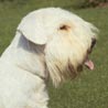 Sealyham-Terrier Sealyham-Terrier
