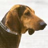 Segugio Italiano (Kurzhaar), Seguiser, Italienischer Laufhund Segugio Italiano (Kurzhaar), Seguiser, Italienischer Laufhund