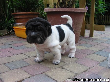 Shar Pei zwart/wit flowered shar-pei