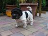, zwart/wit flowered shar-pei