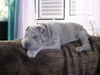 Shar Pei