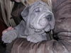 Shar Pei