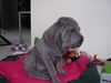 Shar Pei, 4 Monate alt