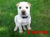 Shar Pei, festus 14 wochen alter sharpei steff mix