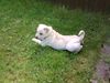 Shar Pei, festus 14 wochen alter sharpei steff mix