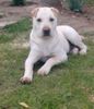 Shar Pei, sharpei mix