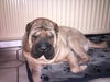 Shar Pei, meine hund 3 jare ald