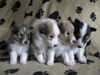 Sheltie, Jo-Lee's und Sanko's Welpen,4 Wochen alt