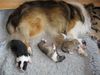 Sheltie, Jo-Lee mit ihren 4 Tage alten Welpen