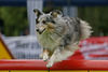 Sheltie, Die Sch�ne