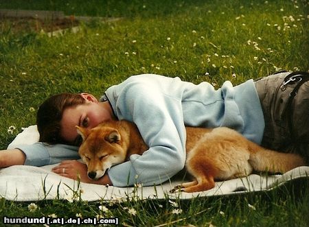 Shiba Inu Aika und Andi