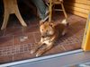 Shiba Inu, Unser R�de Rocky