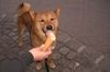 Shiba Inu, Rocky kostet Eis