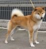 Shiba Inu, we-sedso go Nippo vice weltjugendsieger 08
