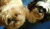 , mein shih tzu und affenpinschermischling