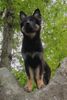 Shiloh Shepherd, Kai B�r von Dayspring (16 Wochen)