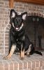 Shiloh Shepherd, Kai B�r (ISSR Shiloh Sch�ferhund @ 5 Monate, 27 Kg)