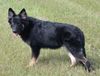 Shiloh Shepherd, Kai B�r (ISSR Shiloh @ 6 Monate)