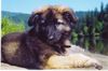 Shiloh Shepherd, Kenai & Koda, Brothers