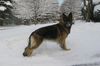Shiloh Shepherd, ISSR Shiloh Shepherd