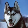 Siberian Husky