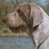 Slowakischer Rauhbart, Slowakischer Drahthaariger Vorstehhund, Slovensky Hruborsty Stavac, Slowakischer Rauhbart Slowakischer Rauhbart, Slowakischer Drahthaariger Vorstehhund, Slovensky Hruborsty Stavac, Slowakischer Rauhbart
