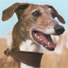 Spanischer Windhund