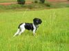 Stabyhond, Finja 4 Monate