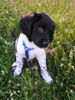 Stabyhond, Finja in der Wiese